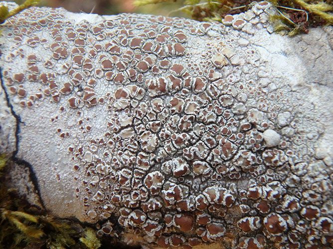 Lecanoracinereofusca
