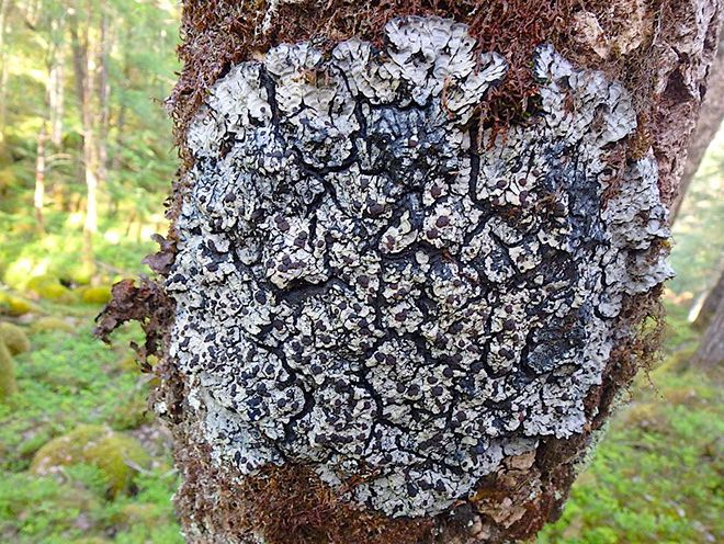 Pecteniacyanoloma i Skurvedalen